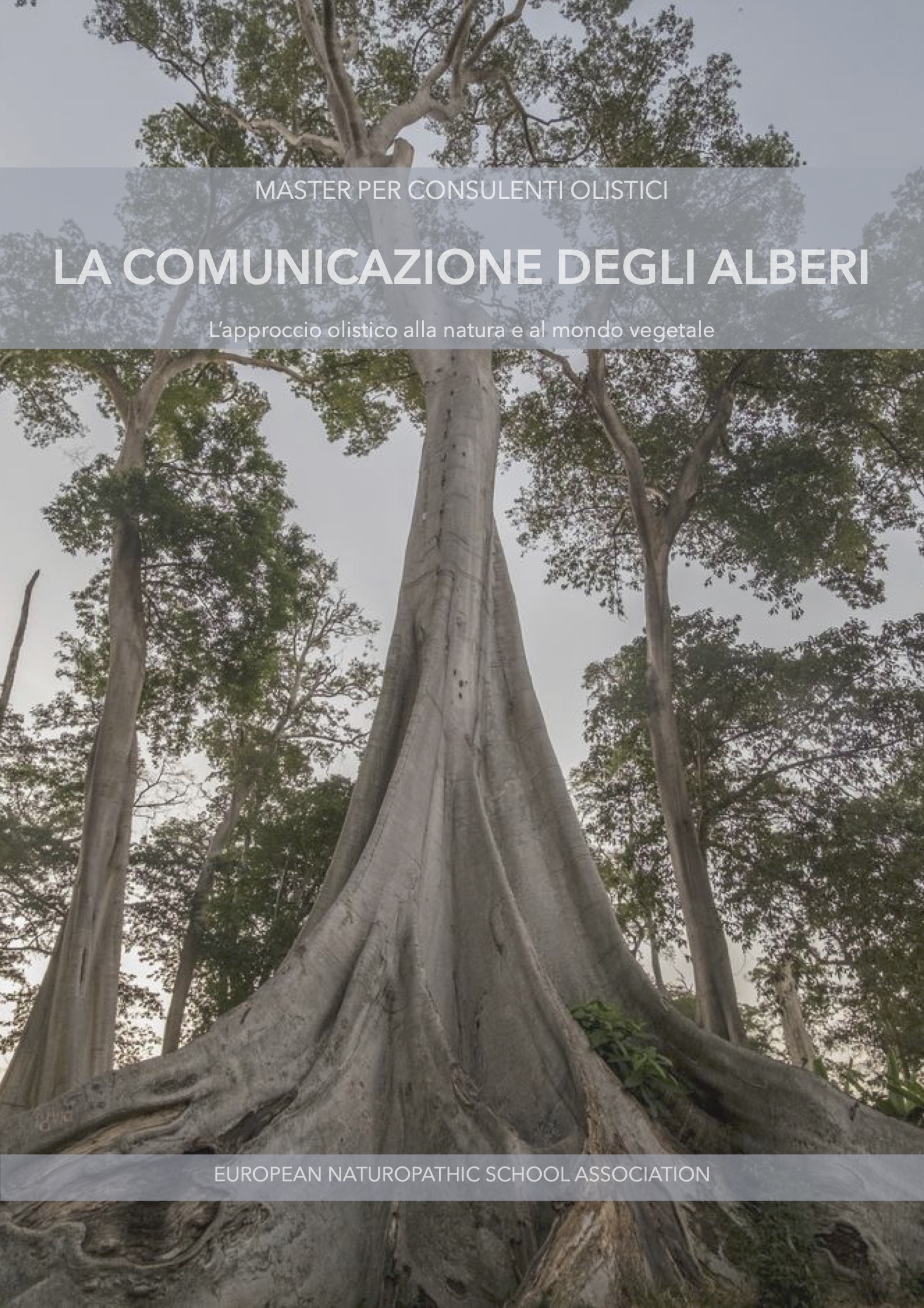 La comunicazione degli alberi